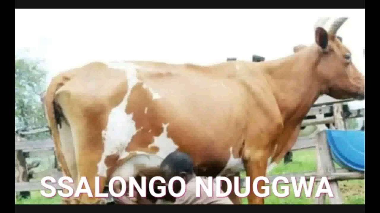 Okuloota Ente, muwogo wamu n'ebinya kyeki.