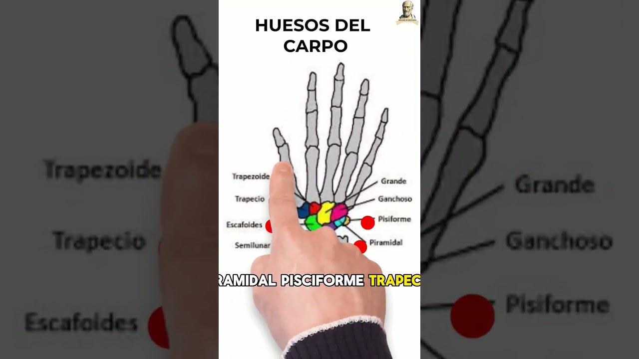 Anatom&iacute;a osea de la mano 🤚🦴 #anatomia #aprende #medicina #estudiantes