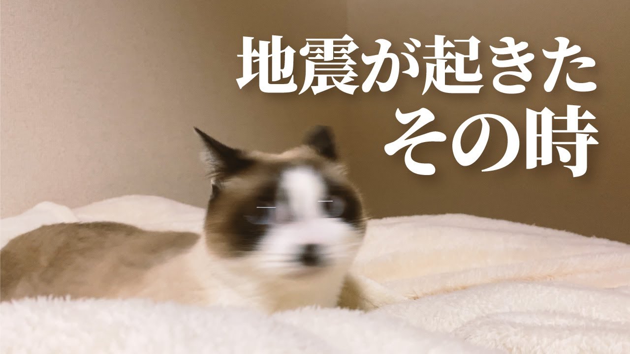 【地震】突然の揺れに驚く猫 / その時、どう避難するべきなのか