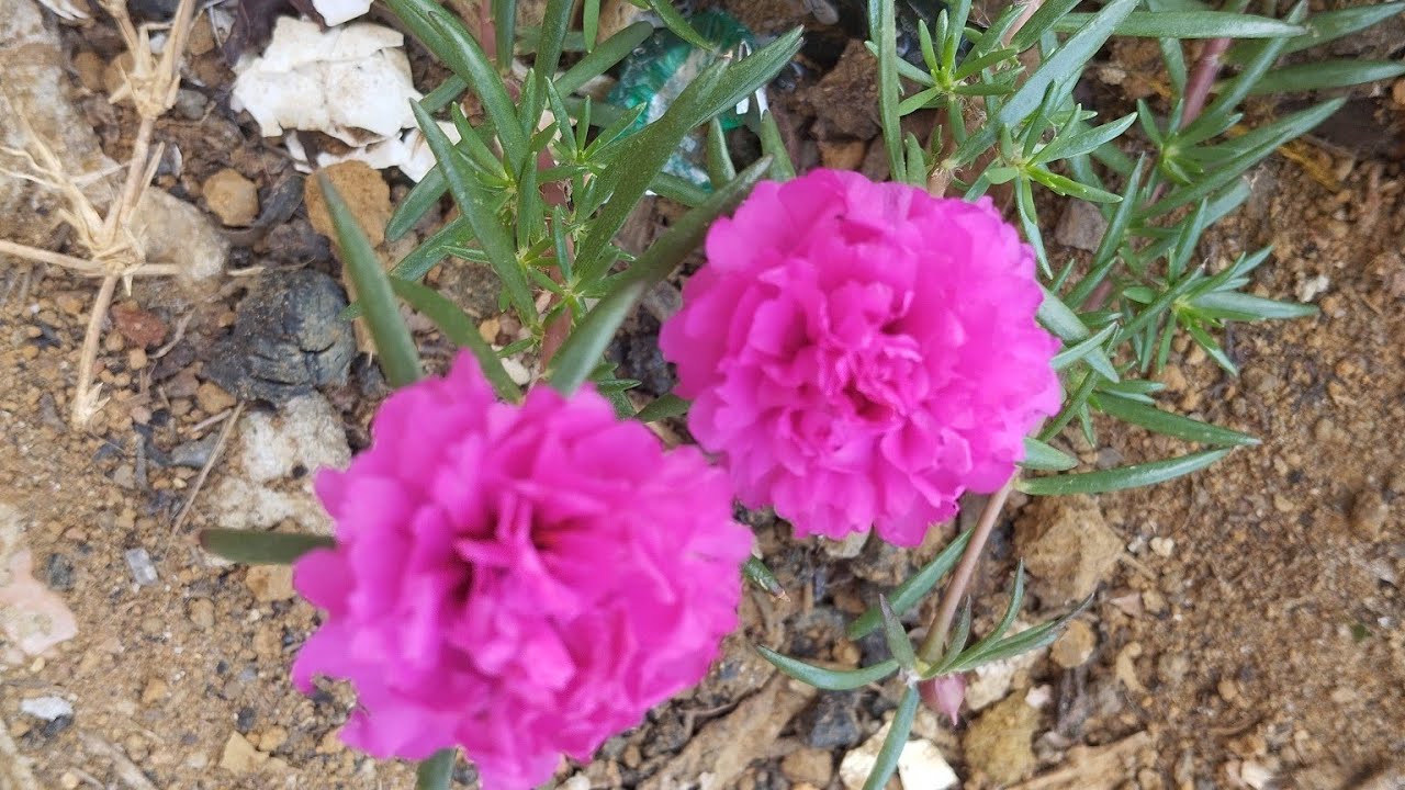 As plantas  🌺 penduradas /ficaram lindas/ 30 dias de canal,😳