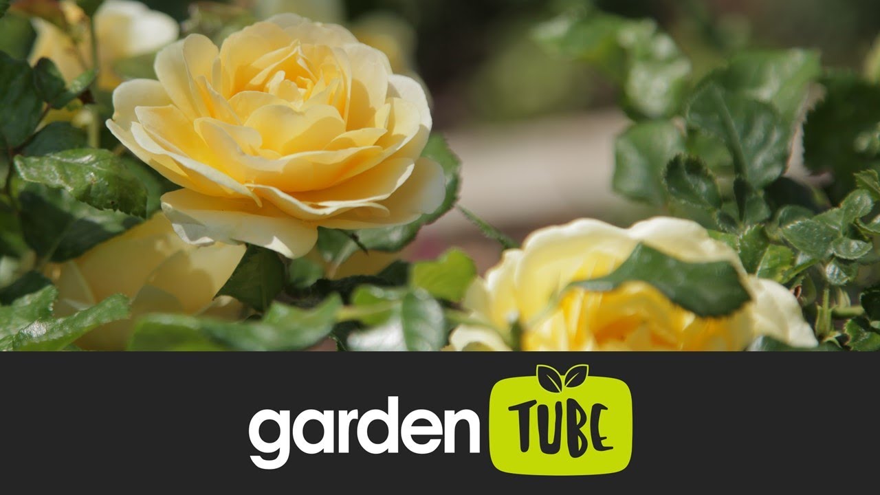 How to prune roses