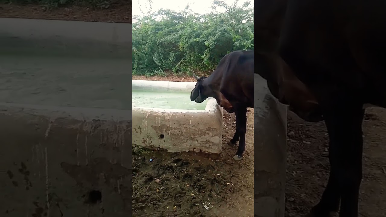 Rajasthani water dirking water cow 