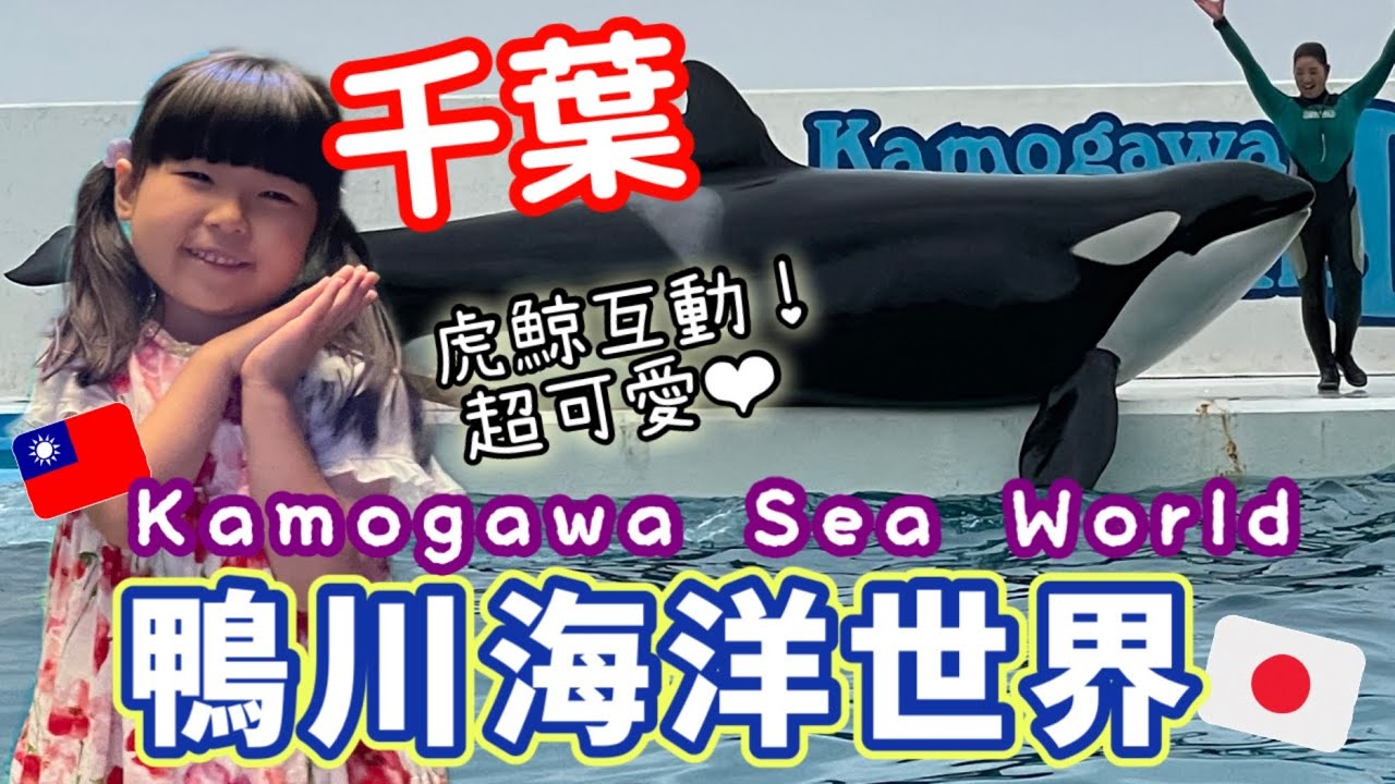 【東京近郊千葉】日本超人氣水族館！虎鯨互動超可愛！鴨川海洋世界超美超好玩✨
