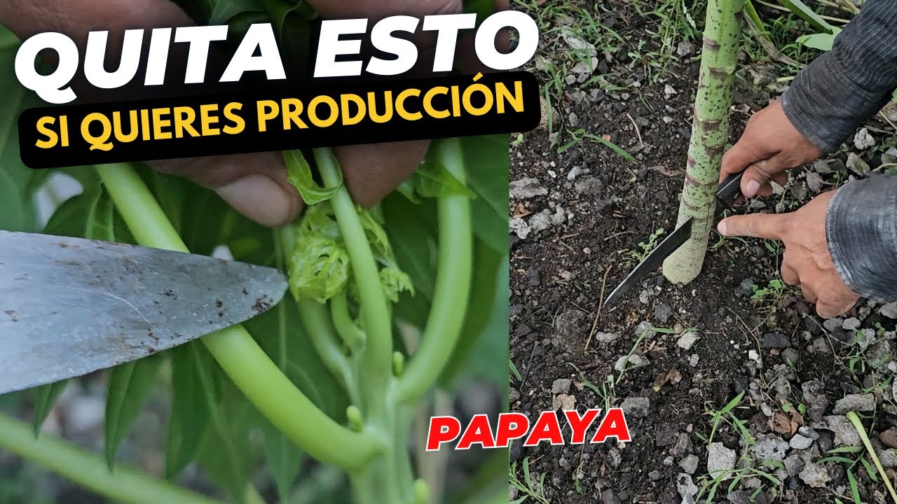 Si Capas y le quitas esto a tu planta de papaya tendrás un arbolito enano hermoso lleno de frutos
