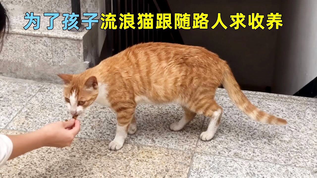 流浪猫跟随路人求收养，原来是为了肚子里的孩子