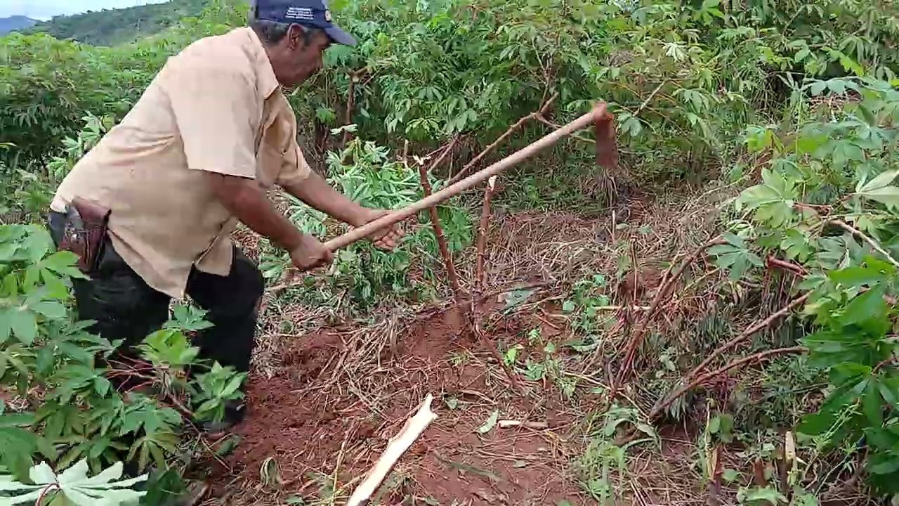 Mandioca cacau  dom modesto 