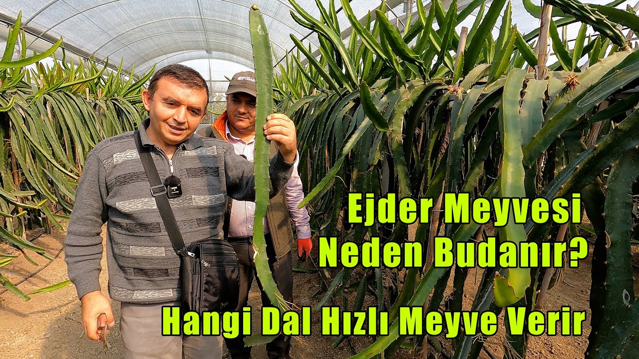 Ejder Meyvesi Budama ve Fidan Hazırlama