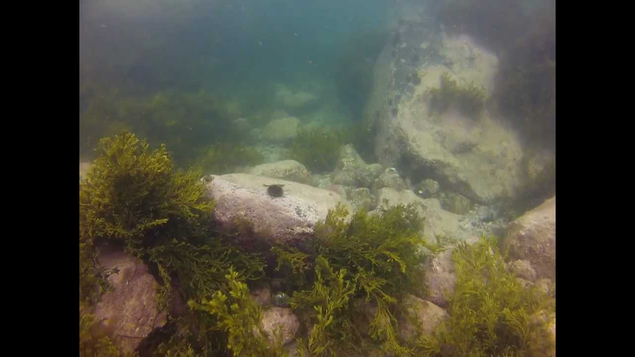 Lofoten diving GoPro HD Hero2