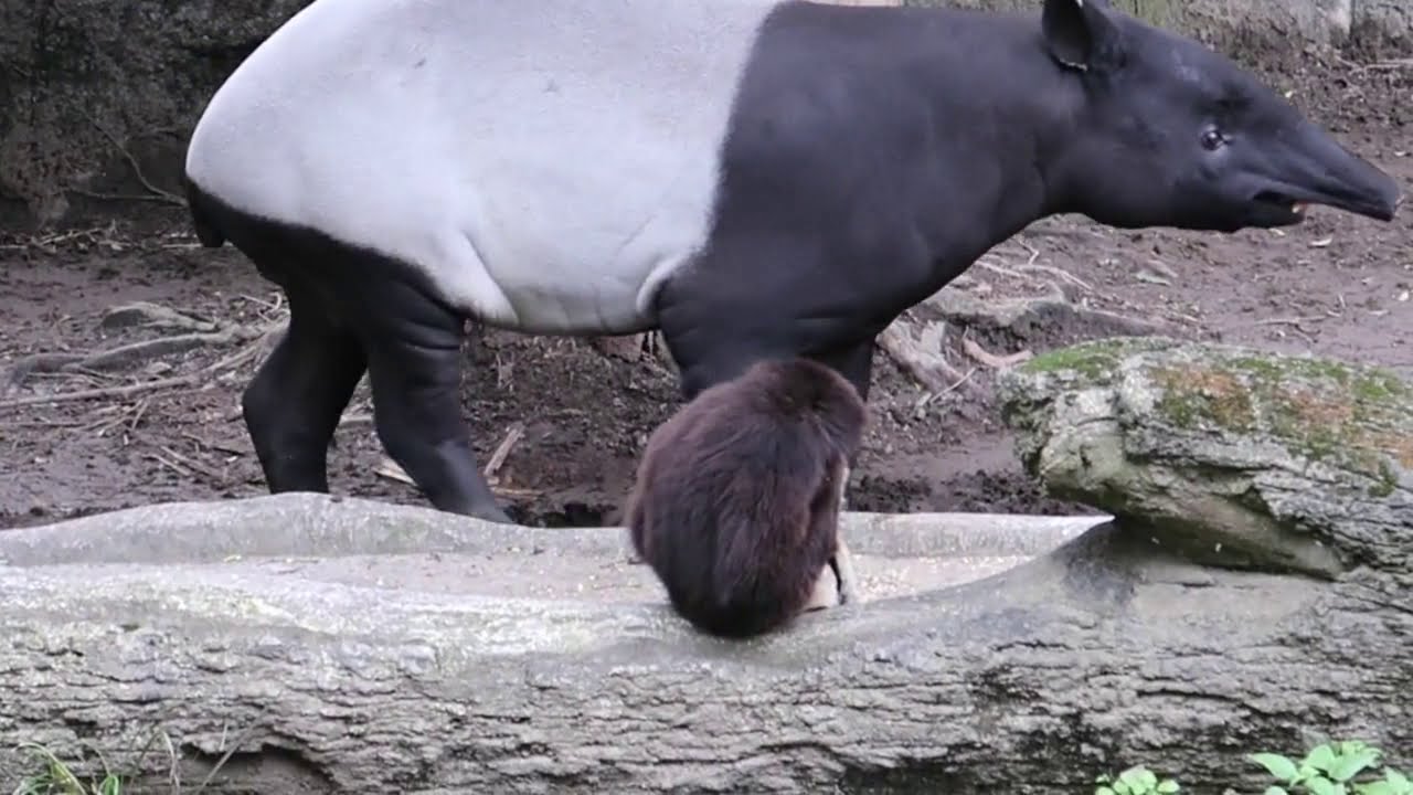 Gibbon ft. Tapir 他們的'招呼'很特別😆
