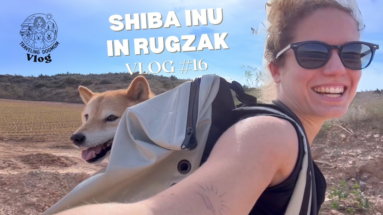 Door zijn pootje kon Aiko niet ver meer wandelen… Eerste keer in de hondenrugzak | #16