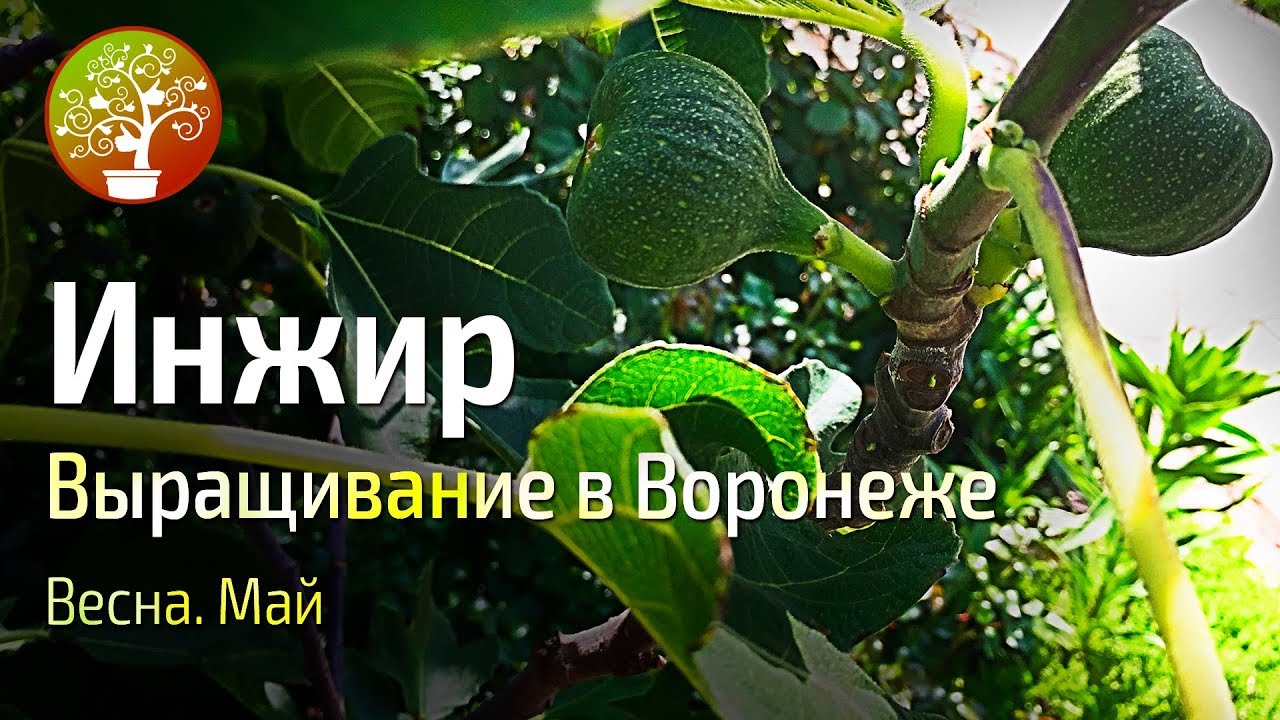 Инжир. Выращиваем в воронежской области!