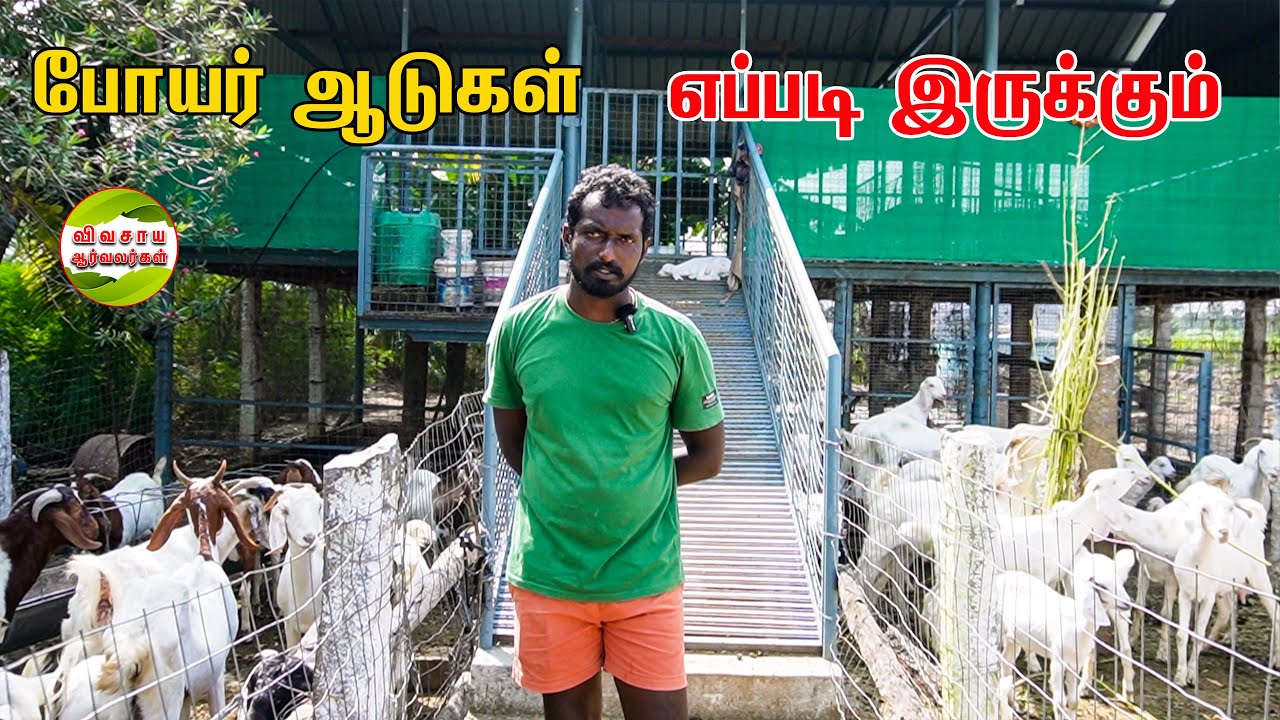போயர் ஆடுகளை தேர்ந்தெடுக்கும் முன் இந்த பதிவை பாருங்கள் #vivasayaarvalargal #boyar #goatfarming