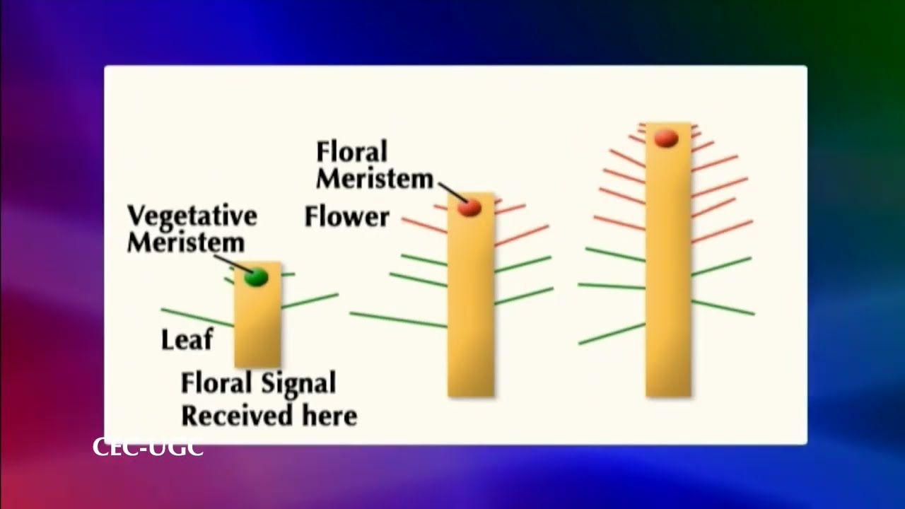 Physiology of Flowering