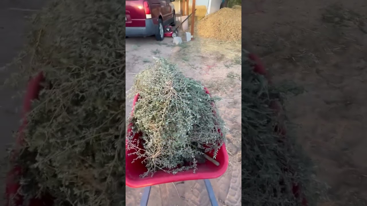 Goat Head Removal Made Easy | Fast & Effective Homesteading Tip
