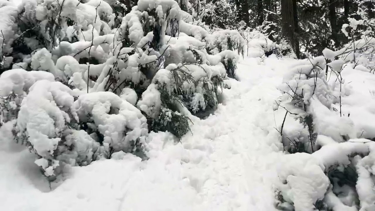 Forest Walk after Snowfall, Temperate Rainforest, southern BC