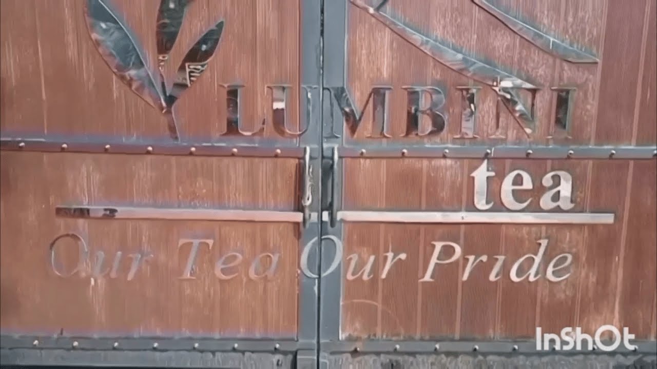 Visit to the Lumbini Tea Factory, Sri Lanka