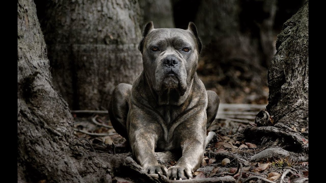 Cane Corso In Different Situations - Vol 1 | Dog Unbelievable Moments