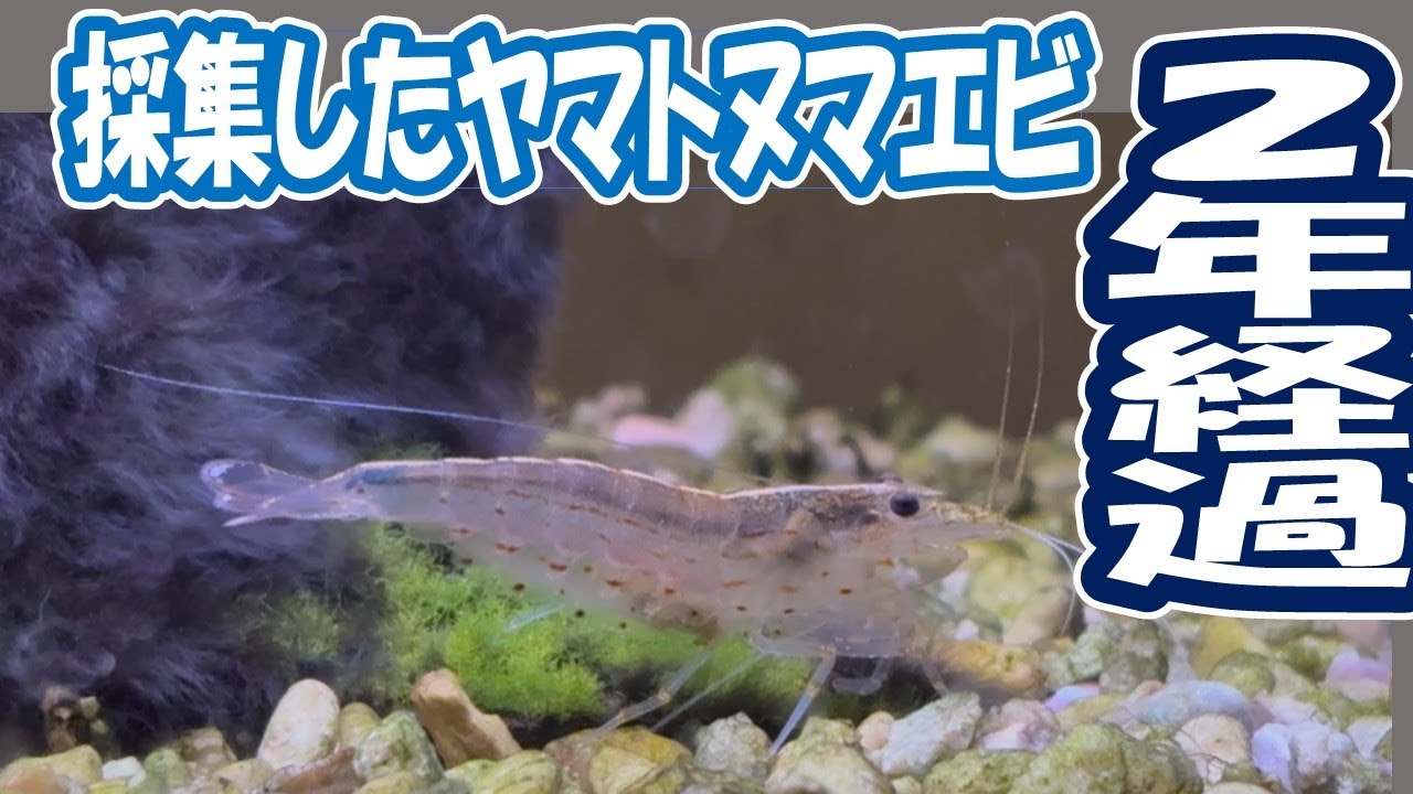ろ過無しエアー無しでヤマトヌマエビを飼育して２年が経ちました