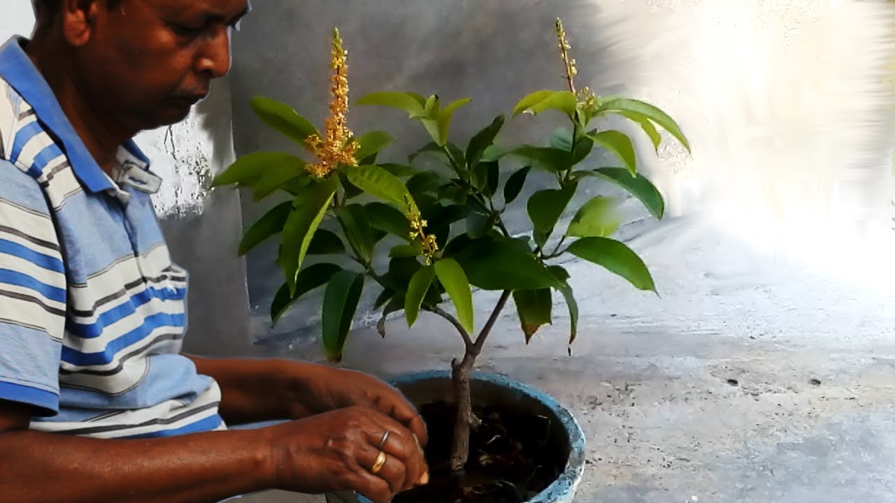 Mango tree grafting and bonsai (update)