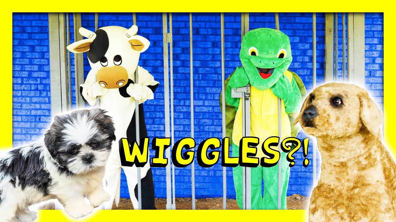 WIGGLES Dog Sitting Where is Wiggles TheEngineeringFamily Funny Kids Video