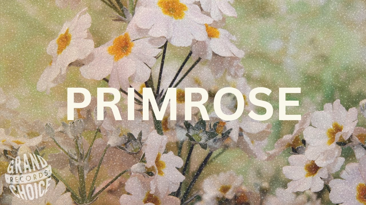 Primrose Visualizer