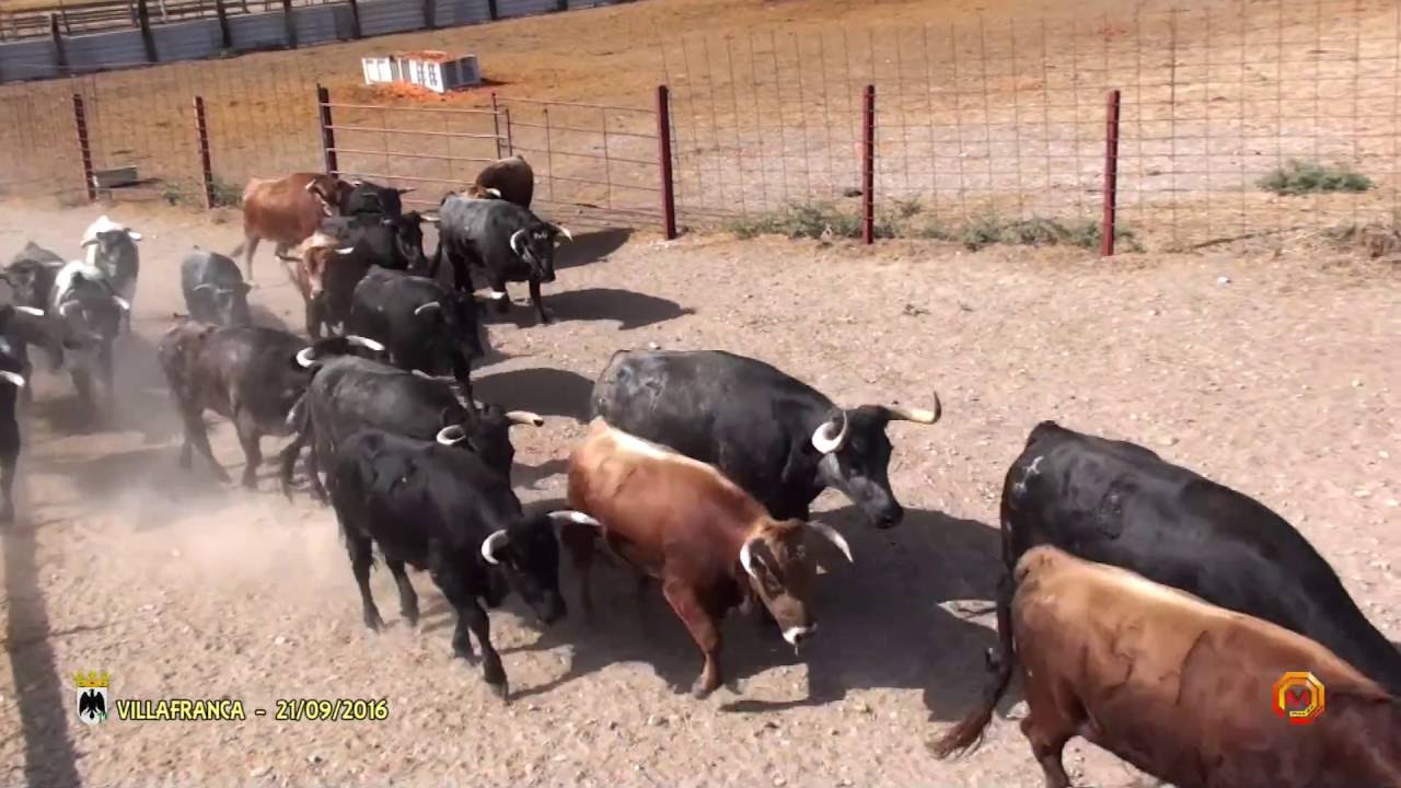 Tv Villafranca - 21/09/2016 - Seleccion del Ganado para el festejo Ganaderia Bretos Fdez