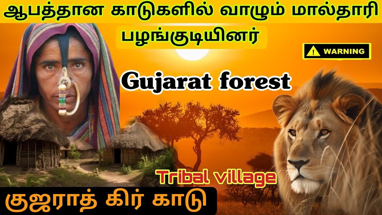 சிங்கம் இவர்களின் விருந்தாளிகள்|ஆபத்தான குஜராத் காடுகளில் வாழும் மால்தாரி பழங்குடியினர்|gir forest