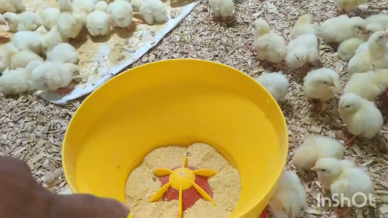 RECEPCIÓN DE 🐤🐤COB _500 ,PARA EVITAR  ASCITIS EN LA SIERRA.