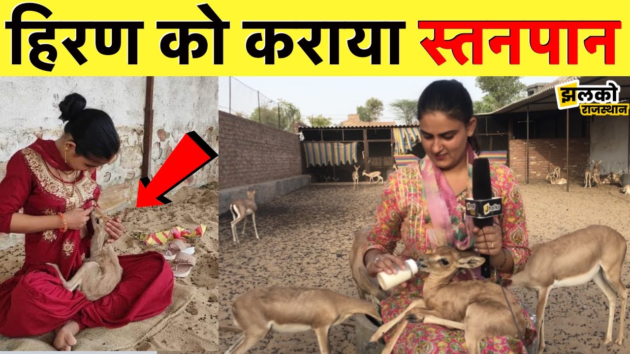 राजस्थान की 3 साल की बेटी का हैरान करने वाला वीडियो, बेजुबानों को दिया माँ जैसा प्यार ~ Jalore News