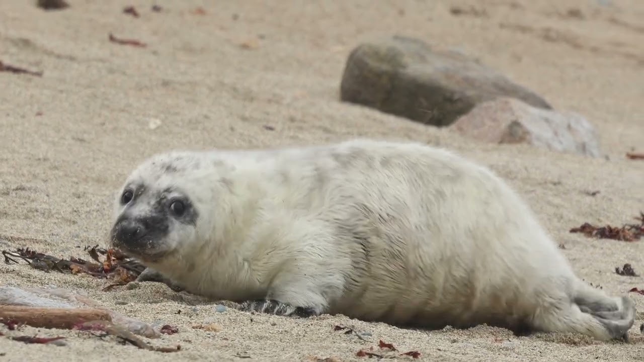 Bardsey Marine Mammal Project