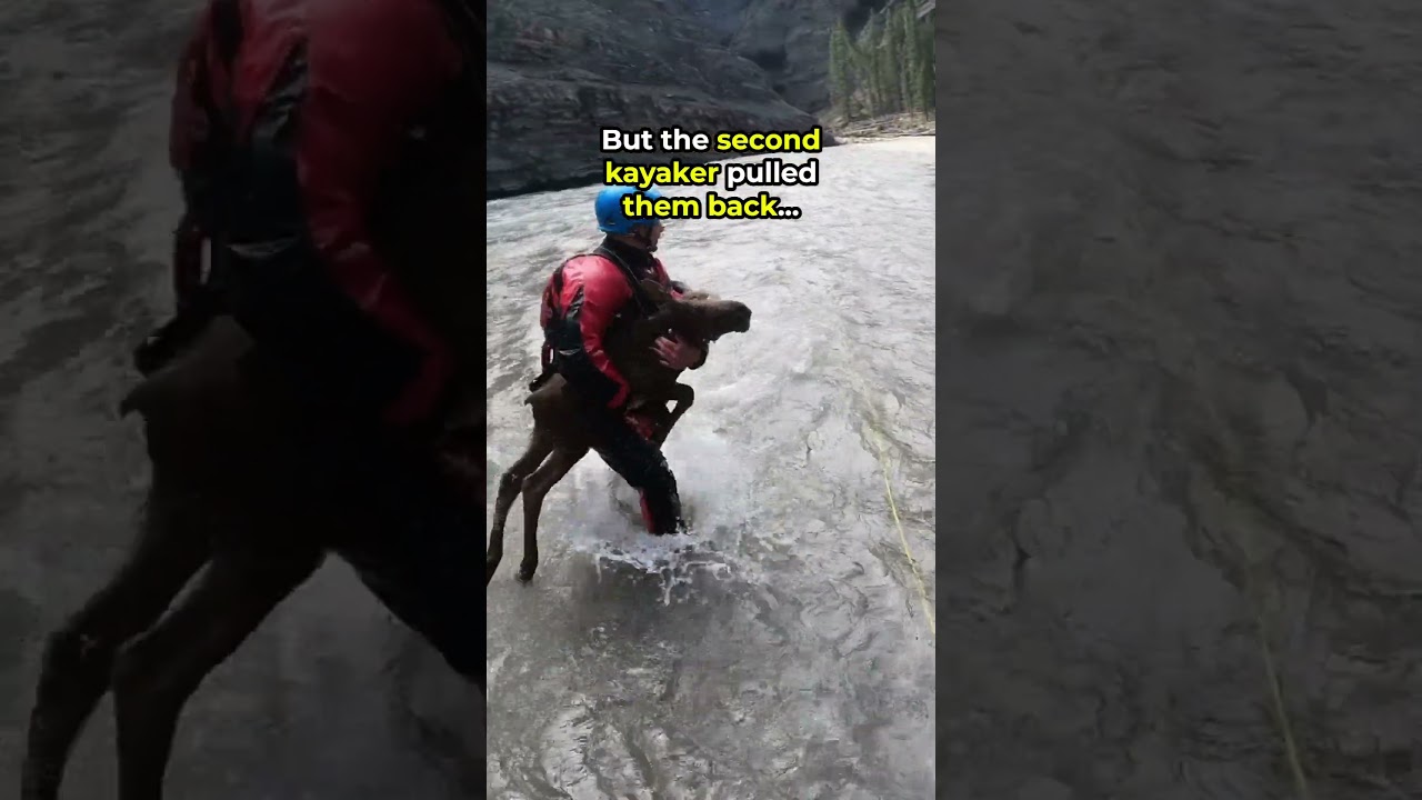 Baby Moose Swept By Current Gets Incredible Rescue 🥺❤️ #animals #animalrescue #wildlife #nature