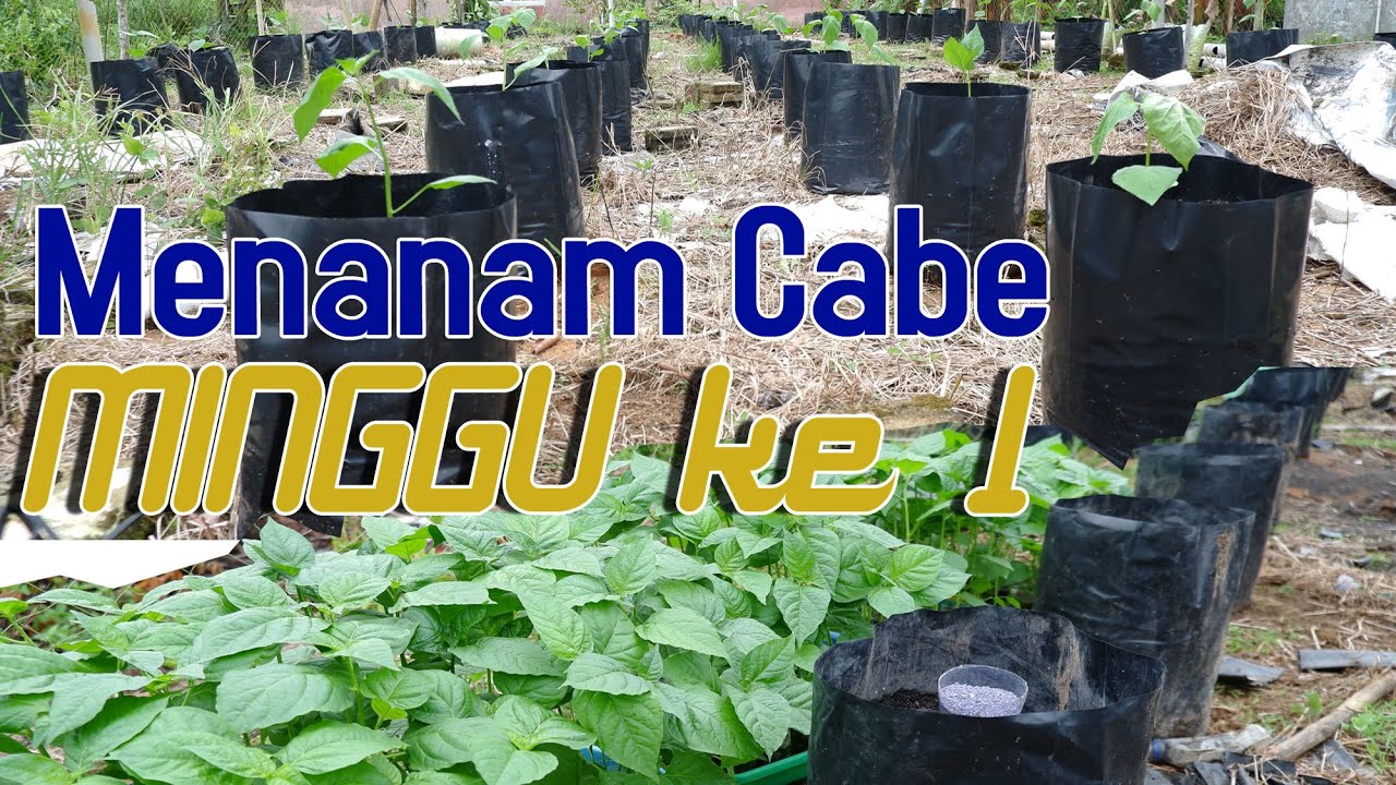 Menanam Cabai di Polybag Minggu ke 1, full HD, episode baru