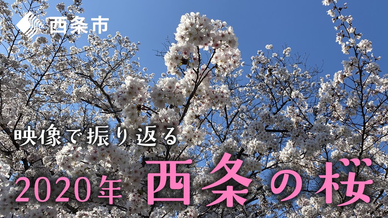 映像で振り返る 2020年 西条の桜【オンライン花見】