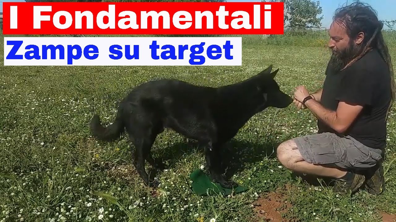 I fondamentali. Zampe su target.