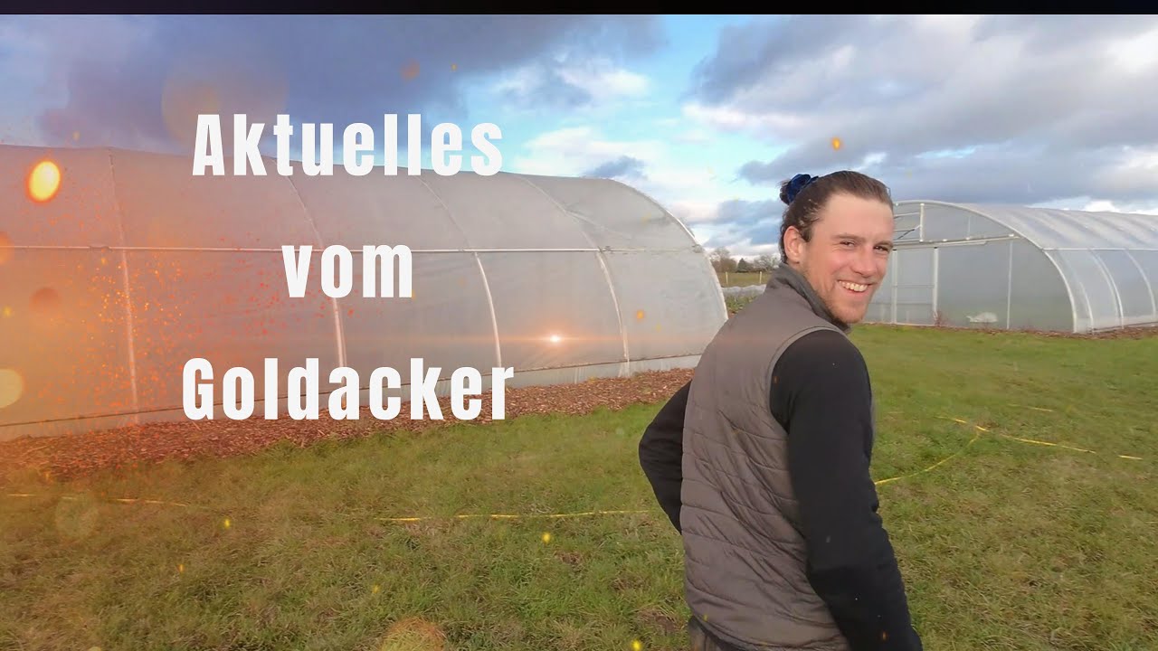 Aktuelles vom Goldacker - Dezember 2024