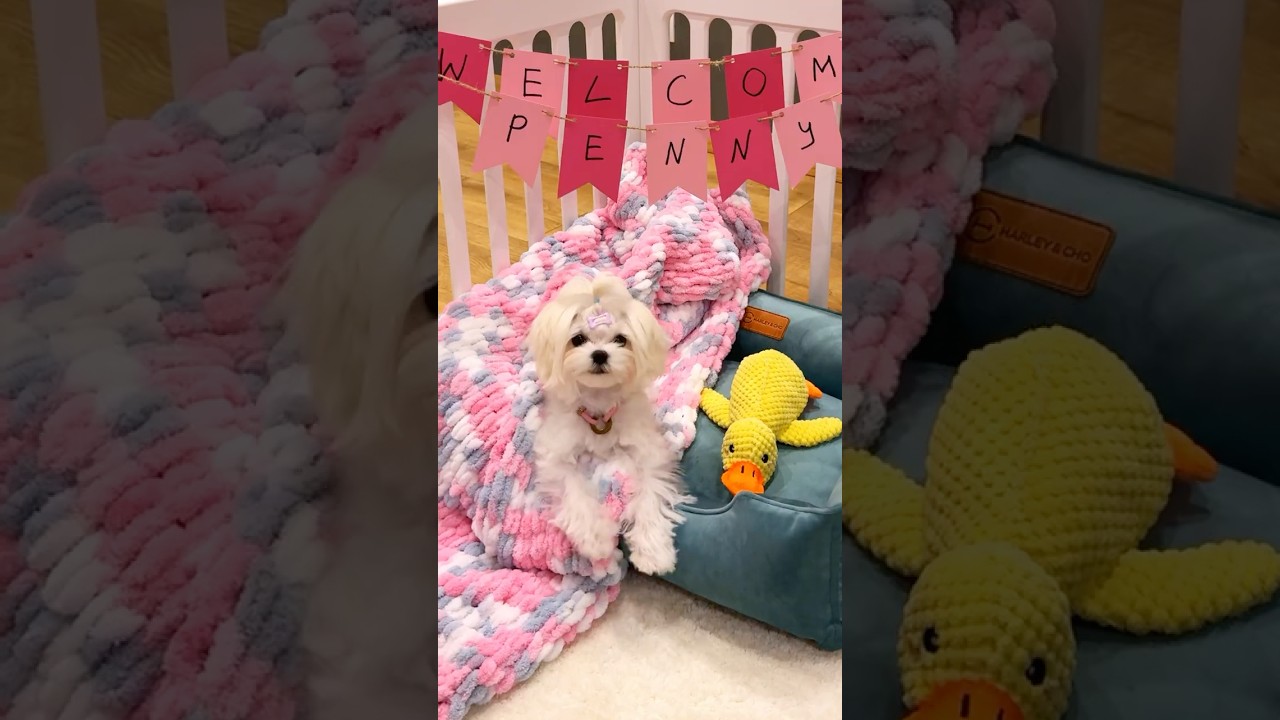 Puppy apartment 🏠 🐾 #puppy #puppylove #maltese #dog 2510-03PTA