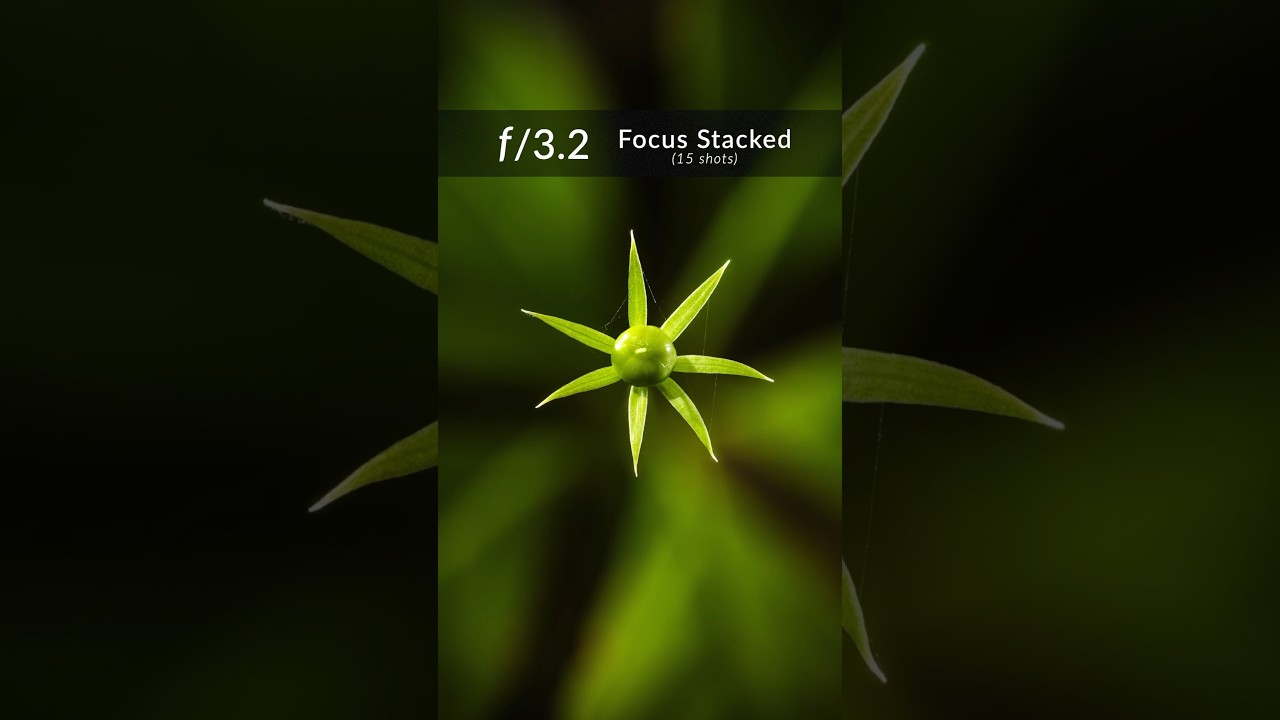 Macro Focus Stacking: Green Star Plant 🌿✨