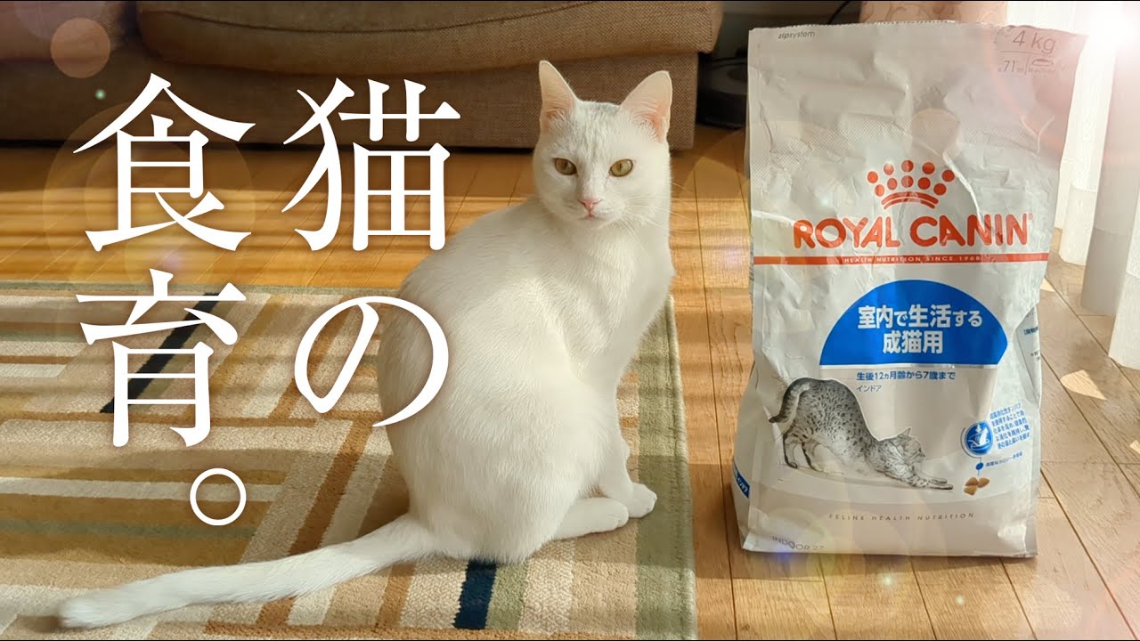 猫素人、猫の食事について考え始める。