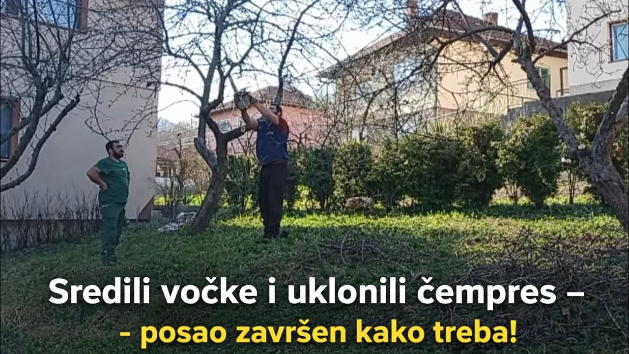 Rezidba voćaka + uklanjanje čempresa | Posao do kraja završen