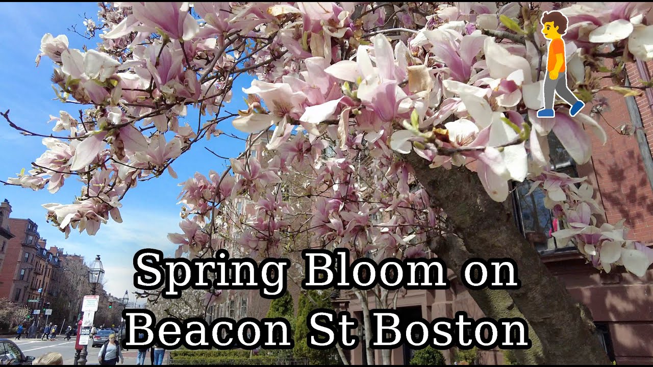 🌼 Beautiful Boston MA Spring Bloom on Beacon Street State House to Cheers Bar