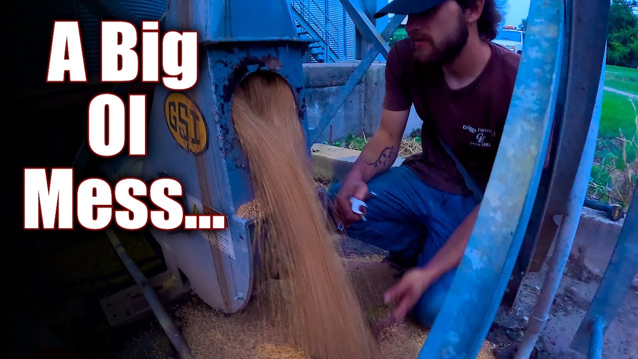 The Extreme Option...  Wheat Harvest #1