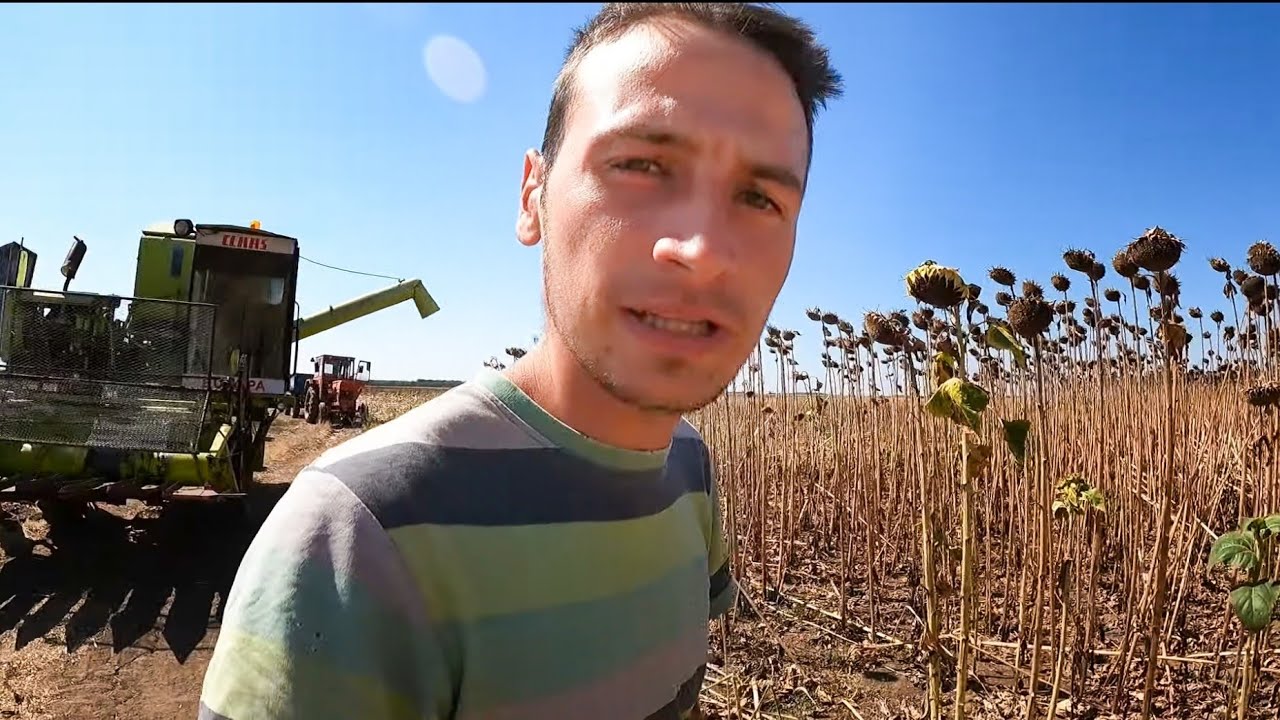 Nu pot recolta floarea cu Claas Europa!