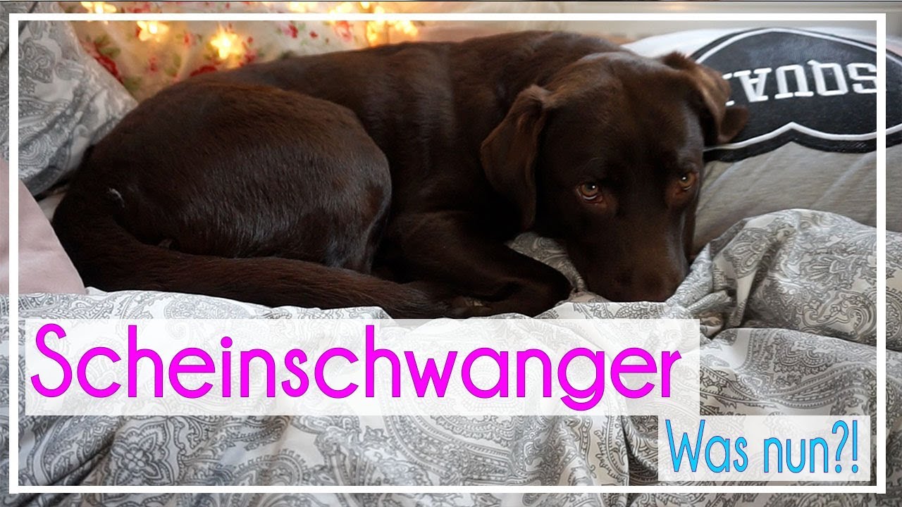 ♡ Milka Mittwoch ♡ Meine Hündin ist scheinschwanger, was nun? ♡ KaroLovesMilka
