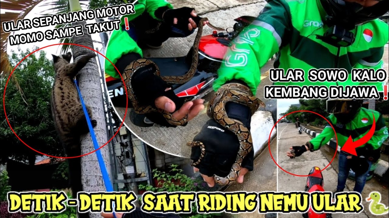 DETIK- DETIK EMU ULAR SEPANJANG MOTOR SAAT RIDING❗