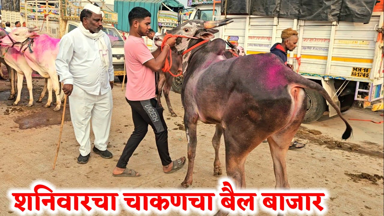 शनिवारचा चाकणचा बैल बाजार,,दि-‌31/01/2026…Chakan Bail Bajar..Bail Bazar chakan..#Chakan