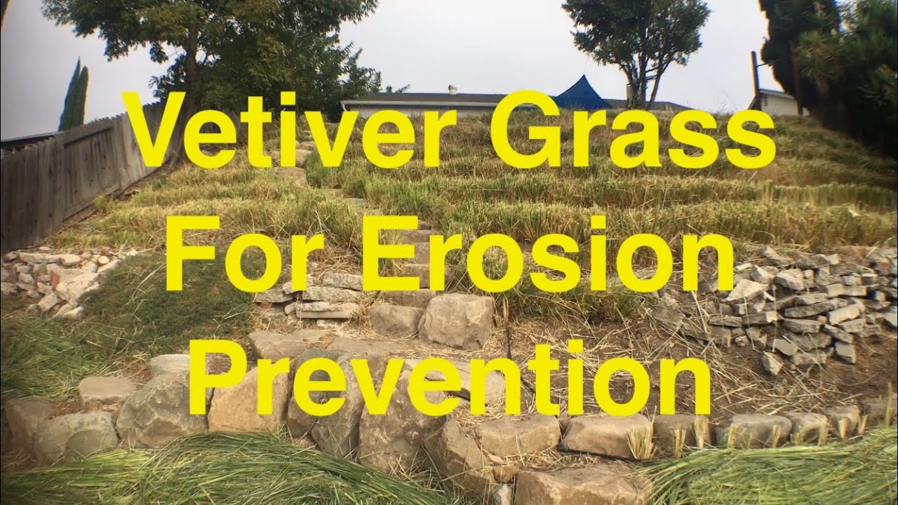 Biological Retaining Wall - Vetiver On Contour