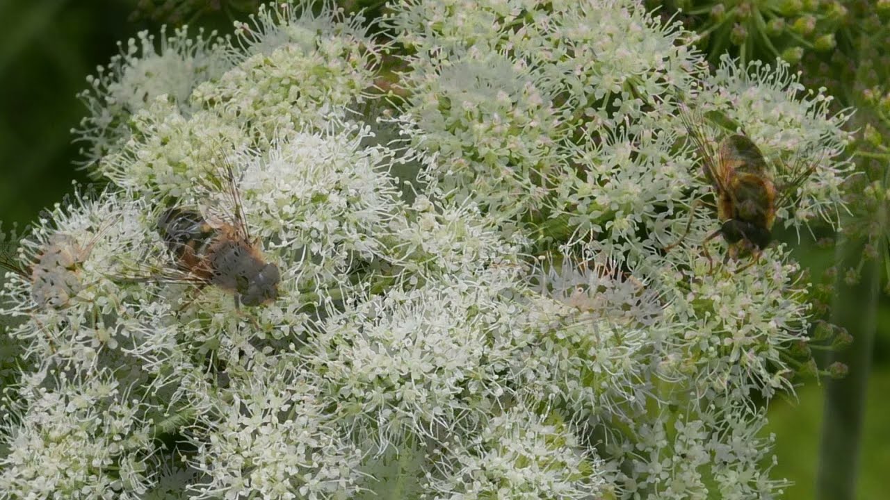 Waldbaden: Erlebnis für Körper und Seele