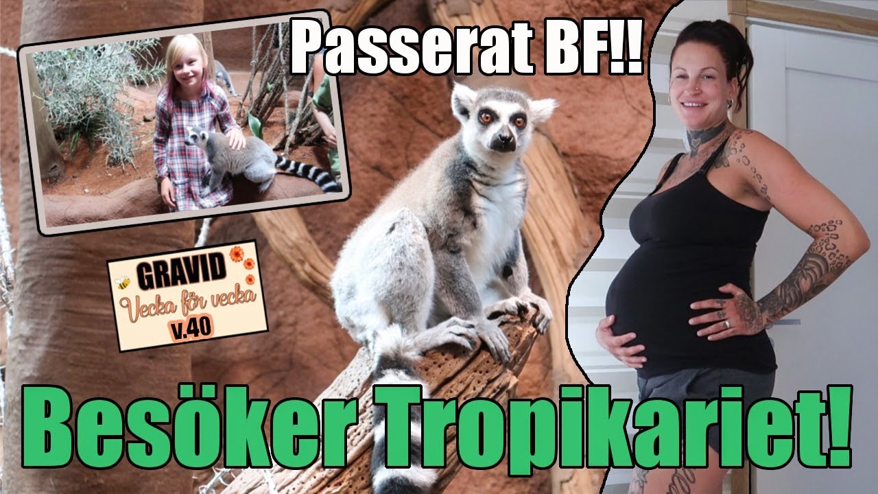Starta förlossningen på tropikariet i Hbg? || Gravid vecka 40 || VLOGG