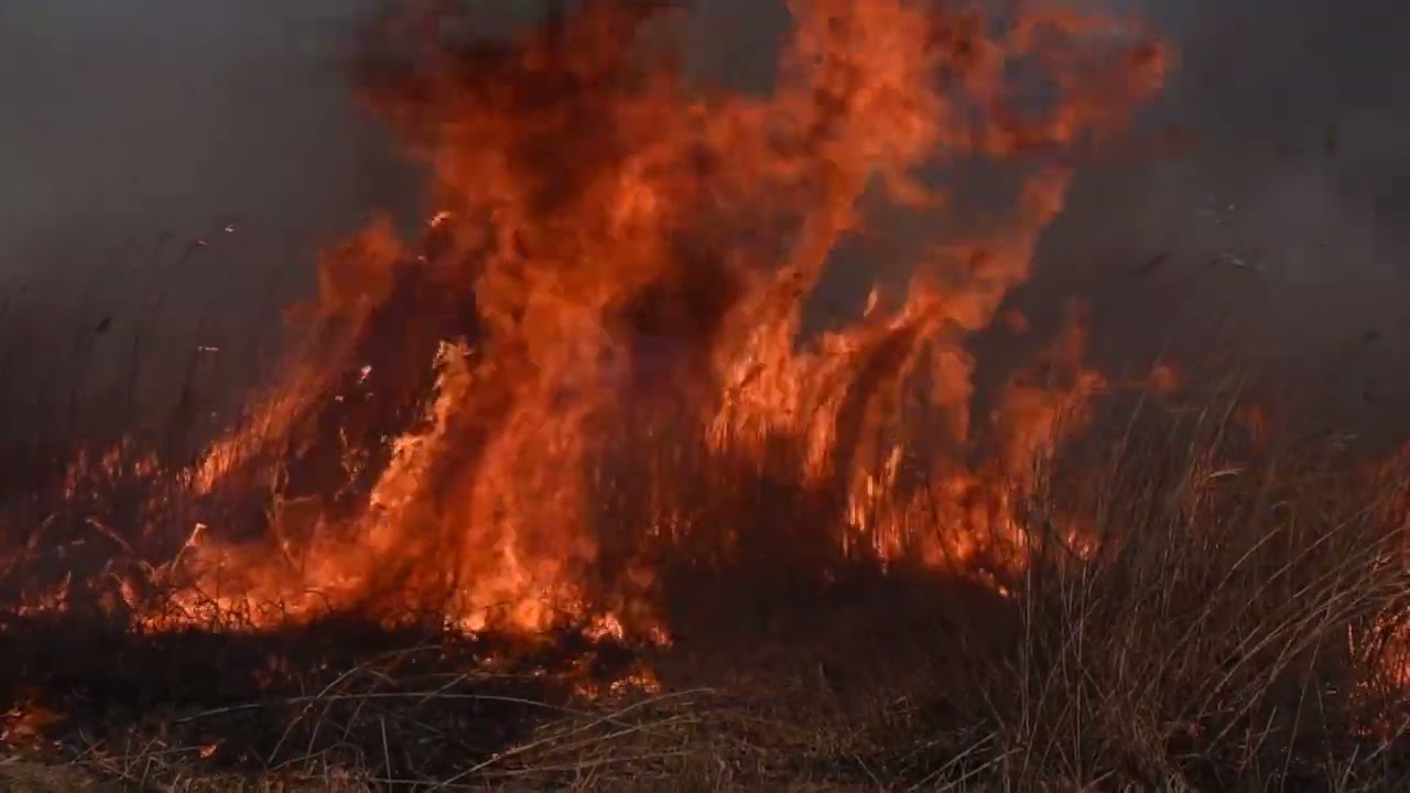 2023年のコジュリン公園の野焼き：Controlled burning in Japan @River-bed of Tone River, Chiba Prefecture