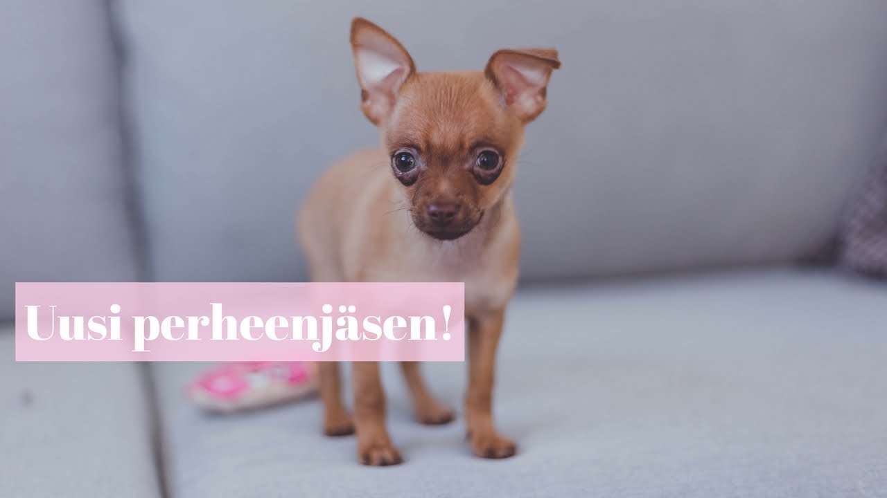 HAETAAN KOIRANPENTU KOTIIN  | PENTUARKEA